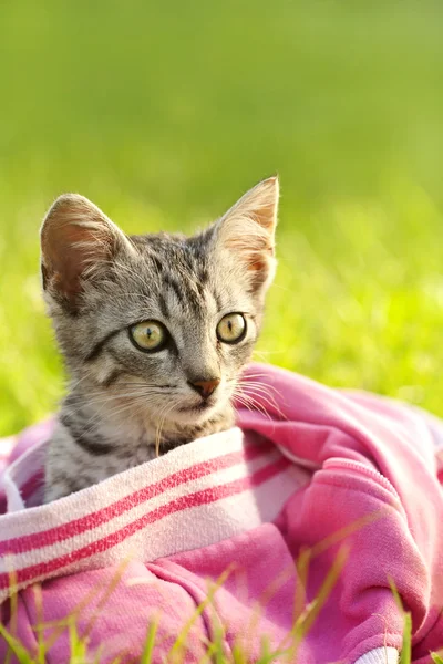 Hermoso gatito Fotos De Stock