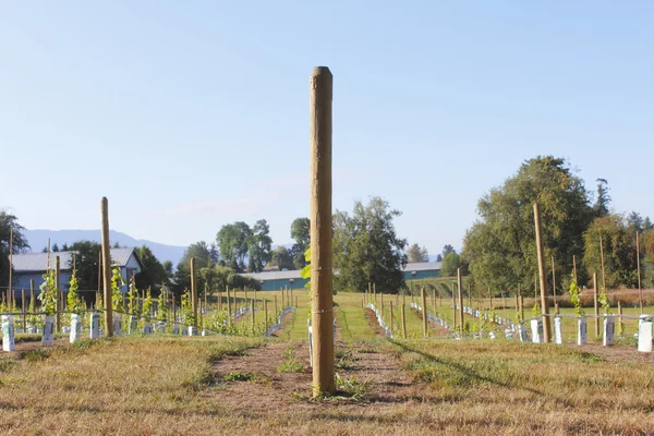 Early Canadian Vineyard — Stock Photo, Image