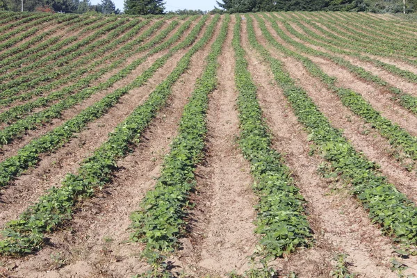 Řádek strawberriy rostlin — Stock fotografie