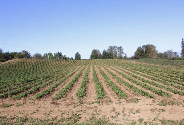 Aardbeien — Stockfoto