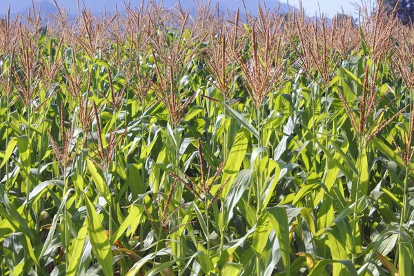 Кукуруза штата Вашингтон — стоковое фото