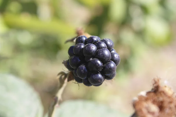 Wild Blackberry — стоковое фото