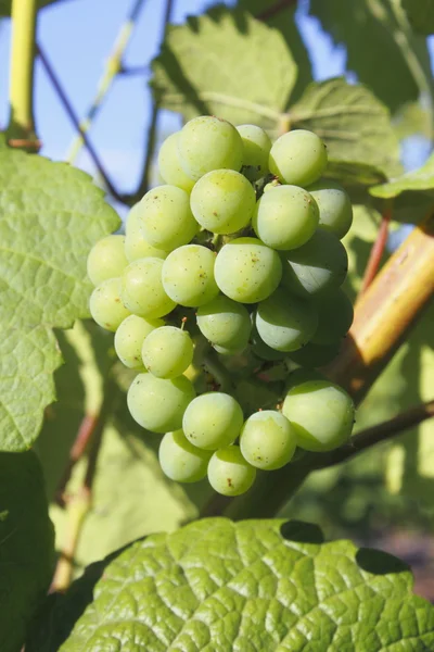 Bundel van druiven — Stockfoto