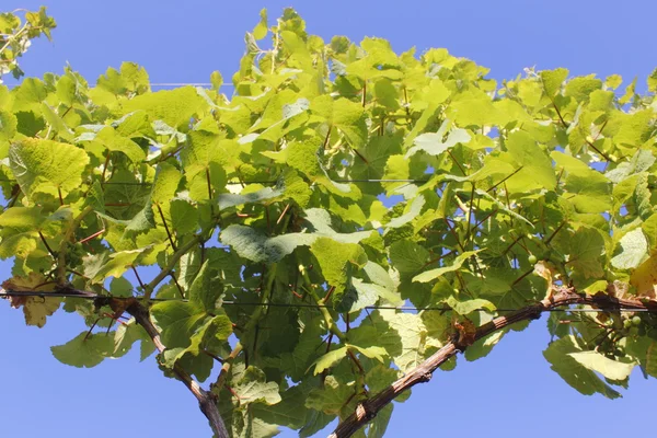 Grapevines on Support Cables — Stock Photo, Image