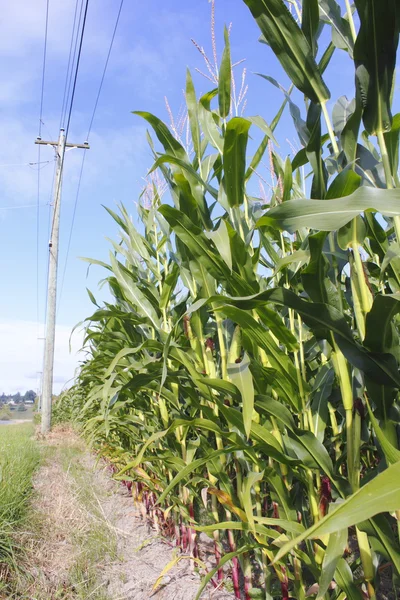 Kukurydza wysoka — Zdjęcie stockowe