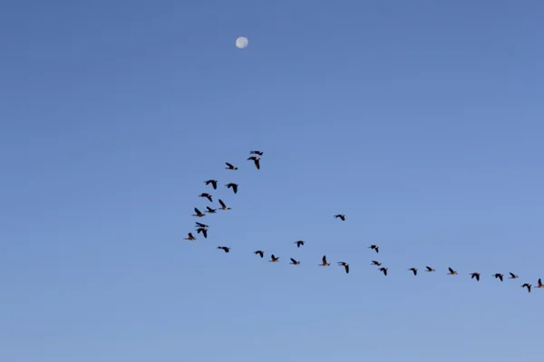 Migrating Canada Geese — Stock Photo, Image