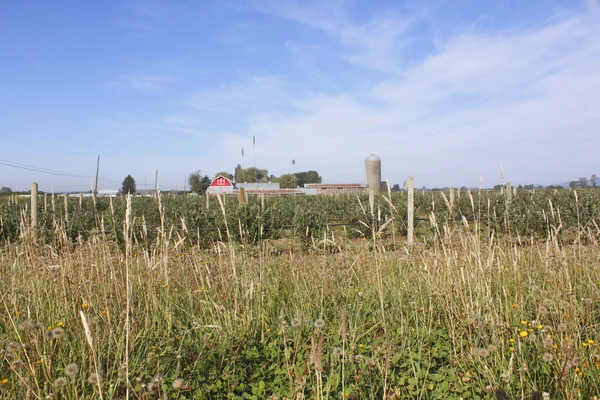 Landsbygden Kanada — Stockfoto