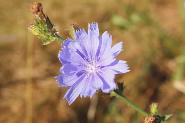 Wild Purple Flower — Stock Photo, Image