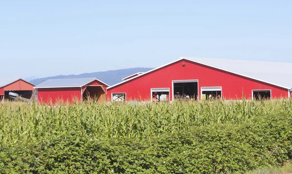 Red Barn and Ripe Corn — Stock Photo, Image