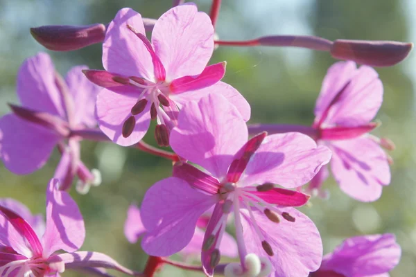 Wild purple flowers bloom — Stock Photo, Image