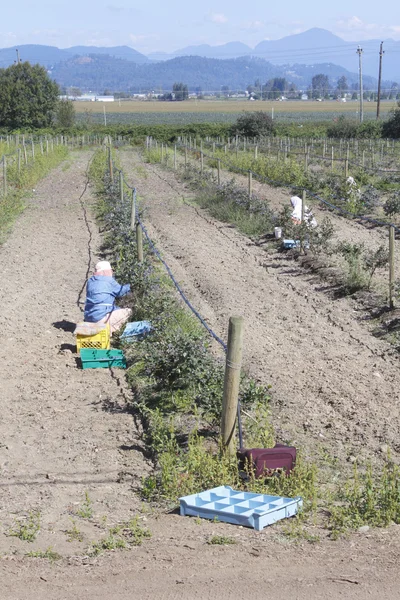 Полевые рабочие на ягодной ферме — стоковое фото