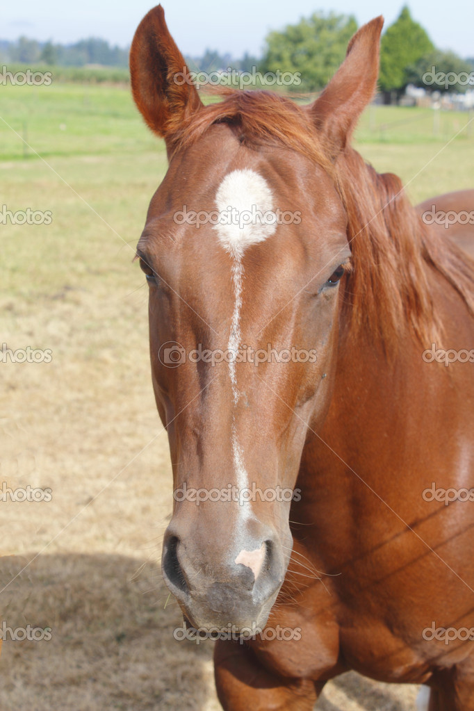 Cheval De Couleur Chataigne Image Libre De Droit Par Modfos C Cheval De Couleur Chataigne Image Libre De Droit Par Modfos C