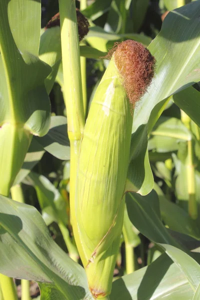 Mature and Ripe Cob of Corn — Stock Photo, Image