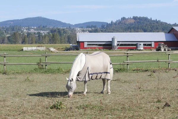 Ganzkörperschutz für Pferd — Stockfoto