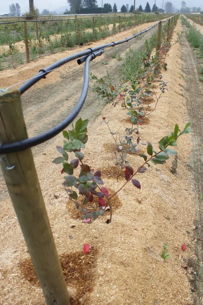 Sawdust Mulch — Stock Photo, Image