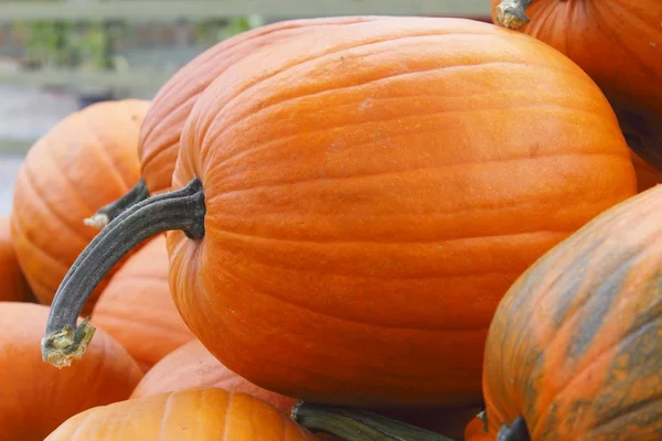 Bright Orange Pumpkin — Stock Photo, Image