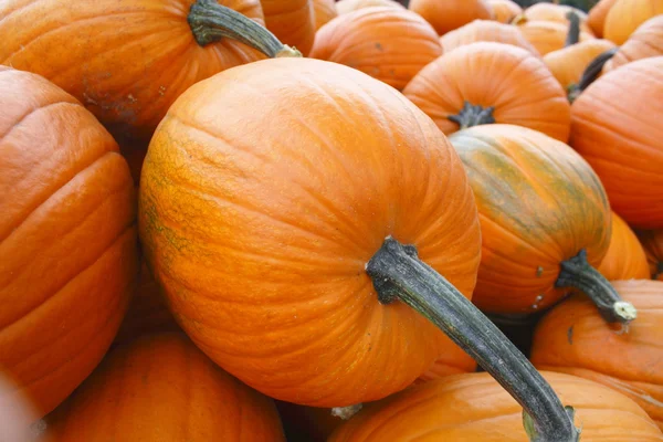 Halloween-Kürbisse — Stockfoto