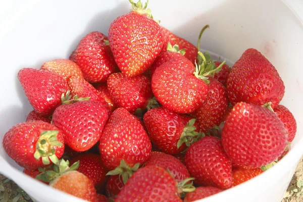 Pot de fraises — Photo