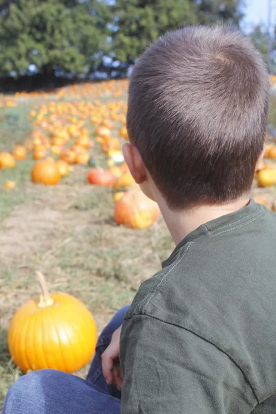 Mirando el parche de calabaza —  Fotos de Stock