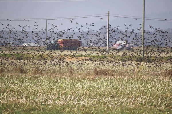 Flock of Starlings — Stock Photo, Image