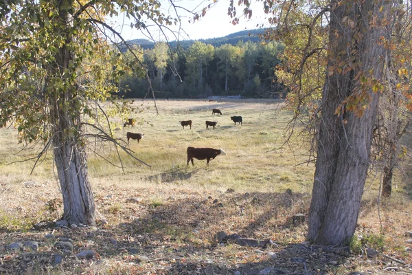 Cattle graze in rural countryside — Stock Photo, Image