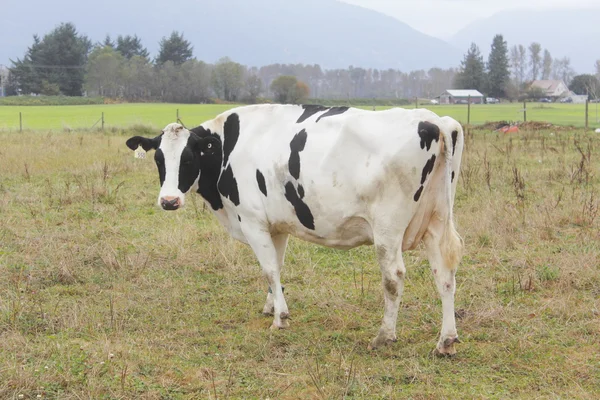 Vaca lechera blanca y negra — Foto de Stock