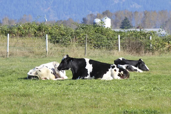 Vacche da latte riposo — Foto Stock