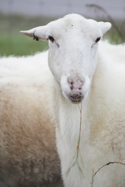 Zuivere witte schapen — Stockfoto