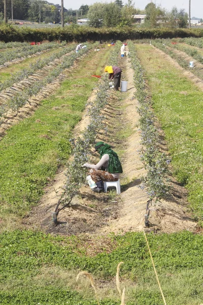 Trabalhadores de campo colhendo bagas — Fotografia de Stock