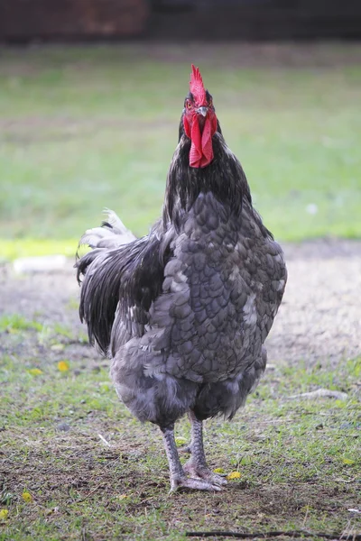 Trots haan — Stockfoto