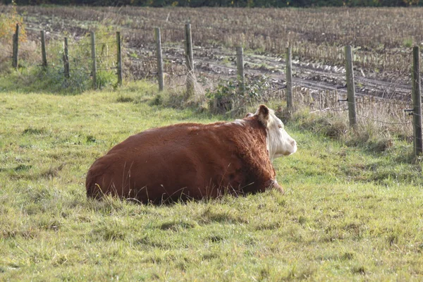 Vaca en reposo —  Fotos de Stock