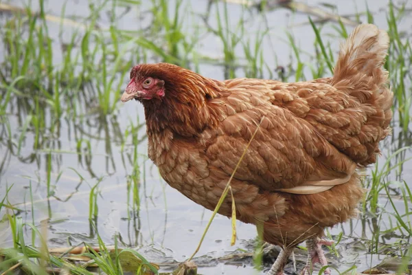 Reddish Brown Free Range Chicken — Stock Photo, Image