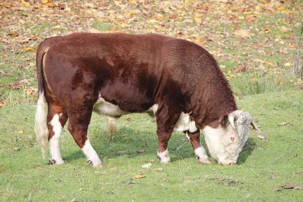 Bull betar i Hagen — Stockfoto