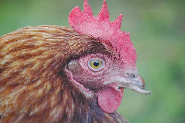 Chickens Clipped Beak — Stock Photo, Image