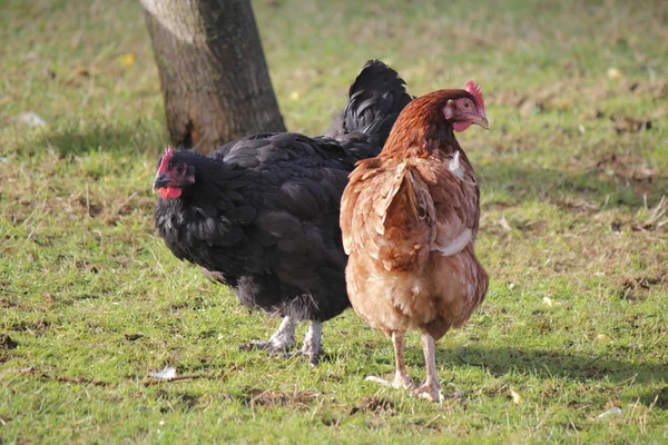 Deux poulets d'élevage gratuit — Photo