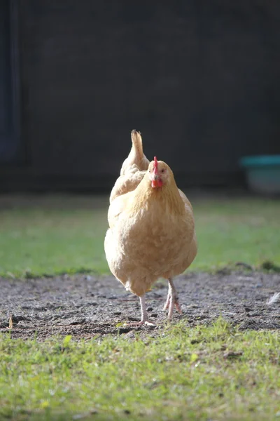 Golden Free Range Chicken — Stock Photo, Image