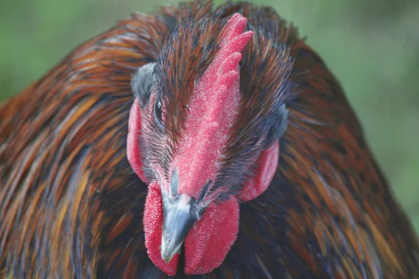 Close on a chickens comb — Stock Photo, Image