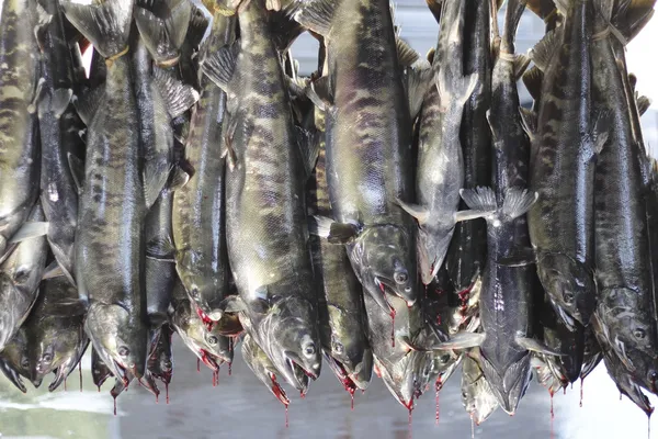 Salmão de chum — Fotografia de Stock