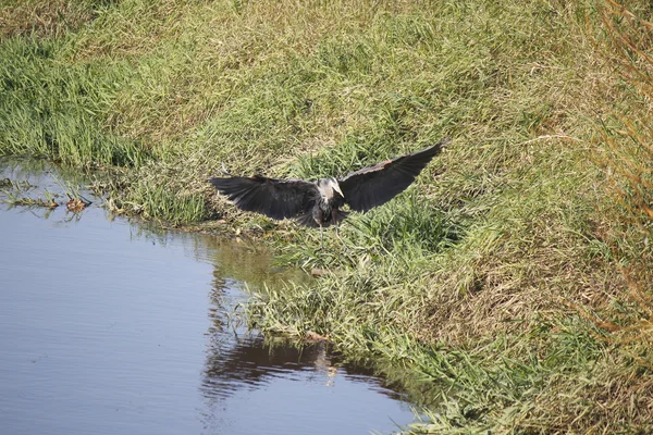 Blue Heron in Flight — Stock Photo, Image