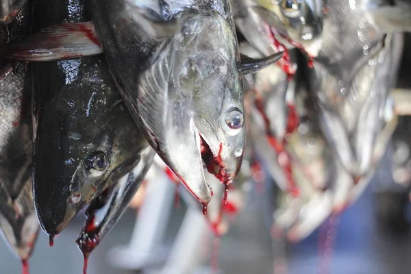 Lavorazione del salmone — Foto Stock