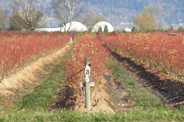 Plantas de arándano de invierno — Foto de Stock