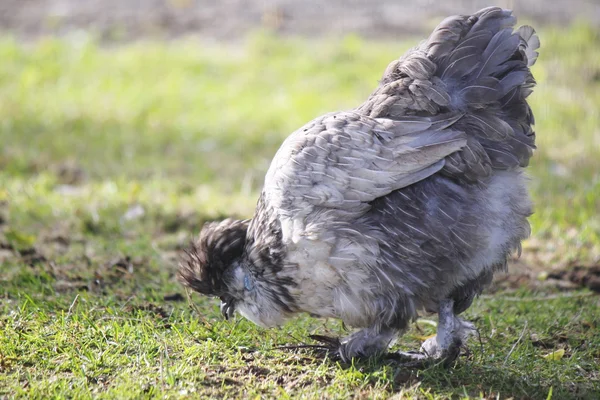 Exotische vrije uitloop kip — Stockfoto