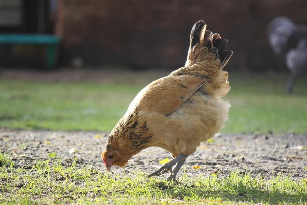 Gouden bruin vrije uitloop kip — Stockfoto