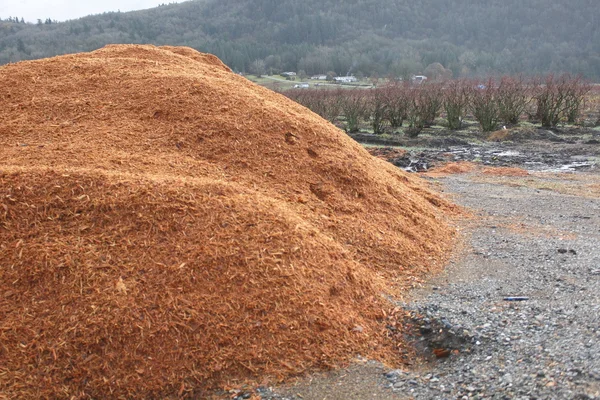 Segatura copertura del terreno — Foto Stock