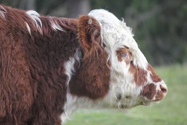 Smutný kráva — Stock fotografie