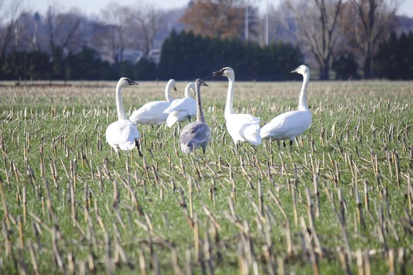 Snow Geese — Stock Photo, Image