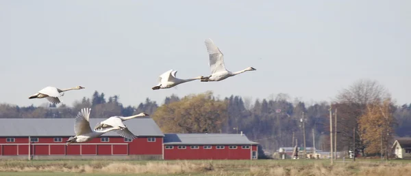 Gäss som flyg — Stockfoto