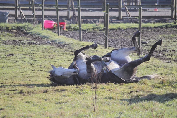 Un cheval qui gratte — Photo