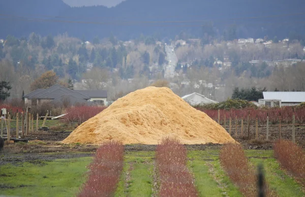 Winter Crop Cover — Stock Photo, Image