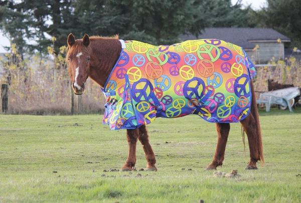 Wrap or Comforter for Horse — Stock Photo, Image